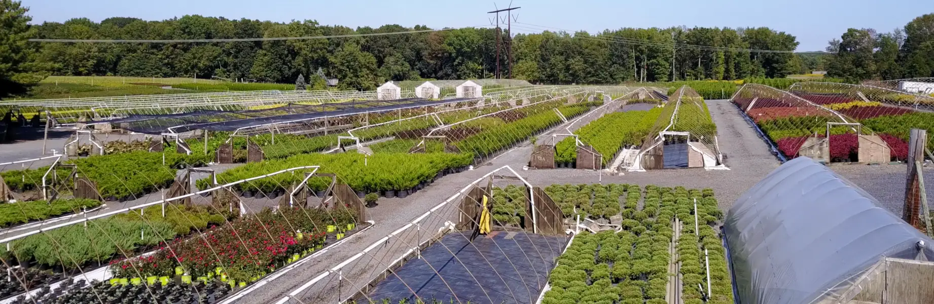 Sprawling plant nursery with potted greenery and greenhouses.