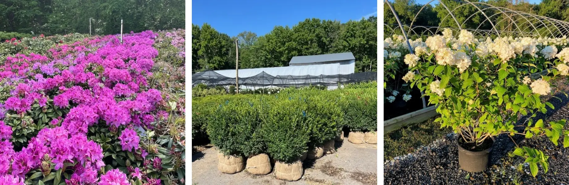 Flower nursery with assorted plants and shrubs