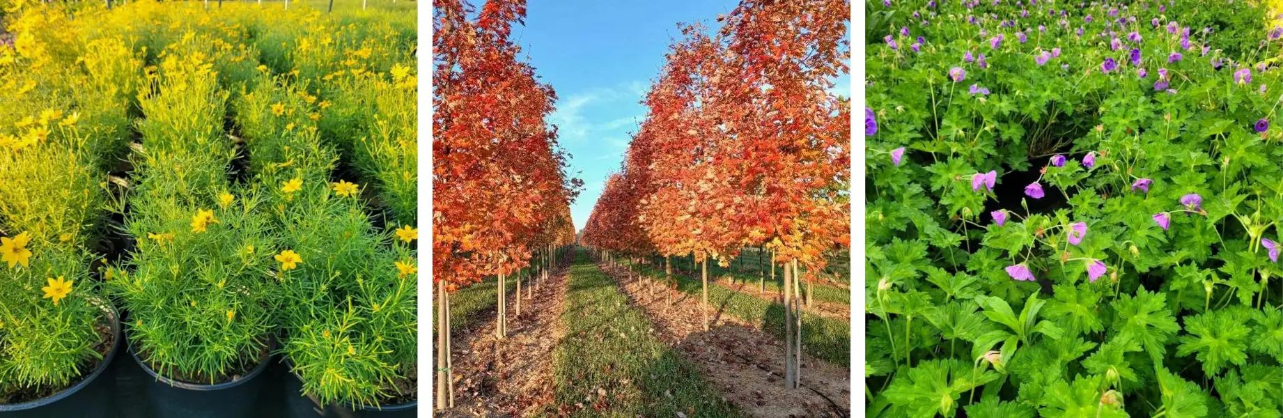 Vibrant autumn trees and colorful flower fields.